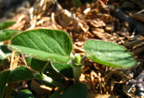 Foto planta soja