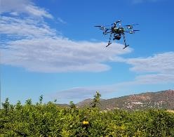 idrone en campo naranjos