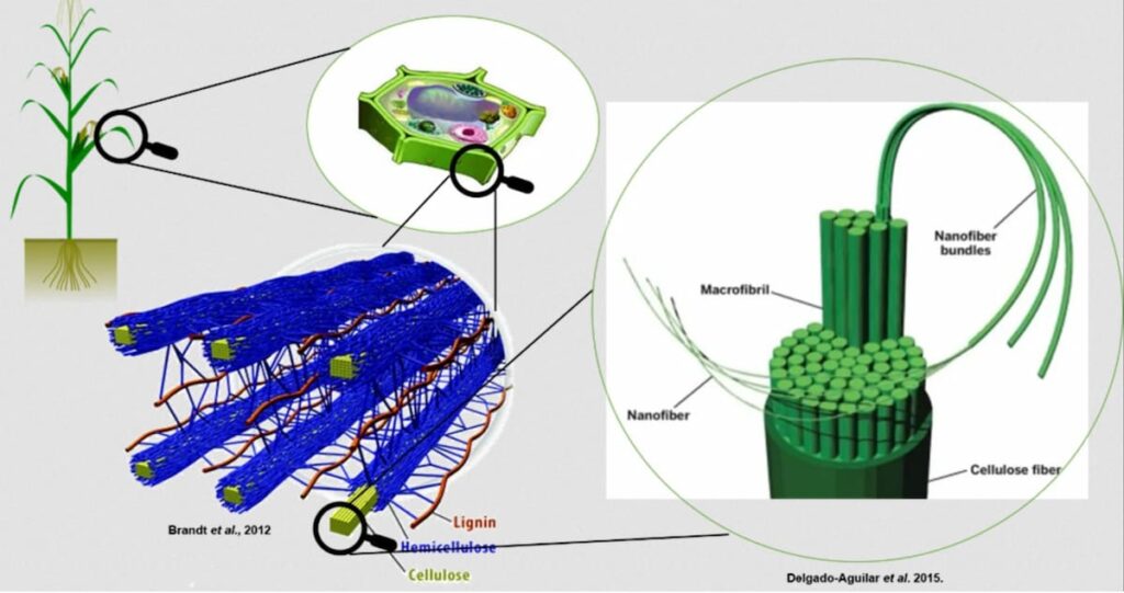 Estructura lignocelulósica de la pared vegetal