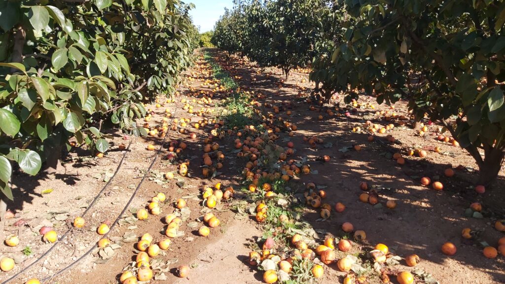 fruta caída suelo