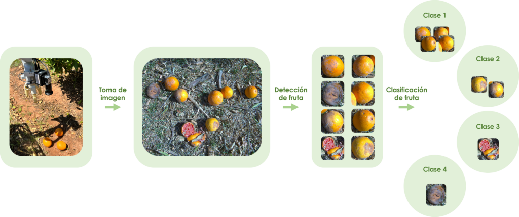 algoritmos IA fruta caída