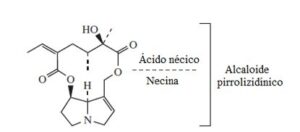 Alcaloide pirrolicidílico