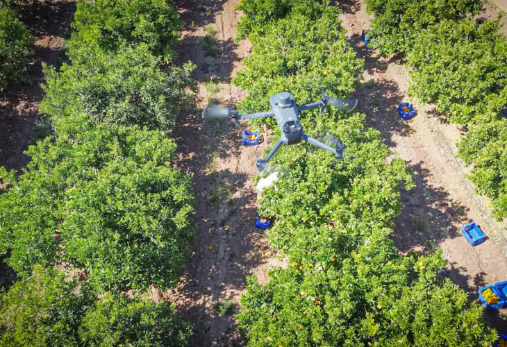 Vista de dron en cítricos