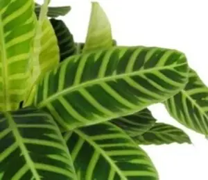 Hojas Calathea Zebrina