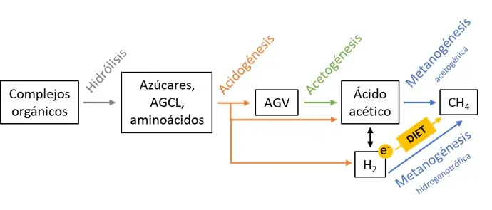 Ruta DIET en el proceso de digestión anaerobia